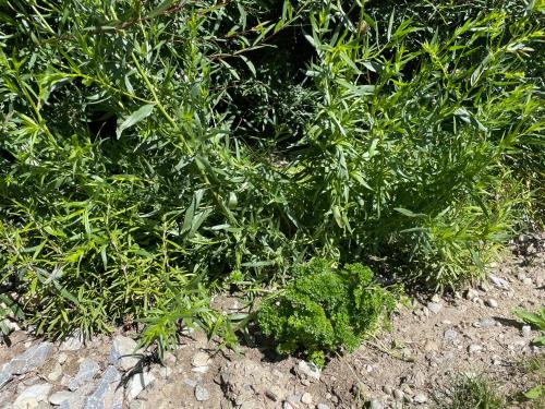 a patch of green plants on the ground at Chandolin Boutique Hotel in Chandolin