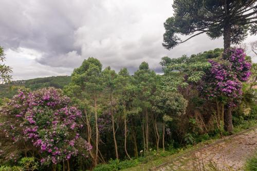 a row of trees with purple flowers on the side of a road at Villa Hegus chales com hidro ar lareira in Campos do Jordão