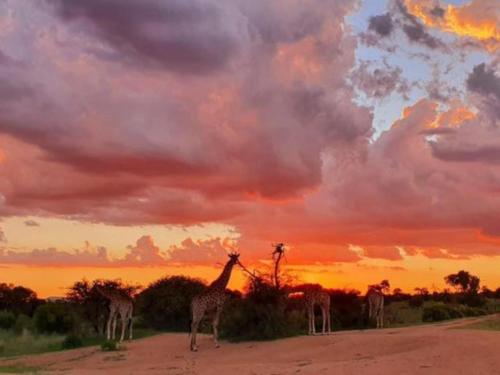 a group of giraffes standing on a dirt road at sunset at Zebula Golf and Wildlife Estate - Jackals Call Pax 8 - Moi Signature Luxury villa in Mabula