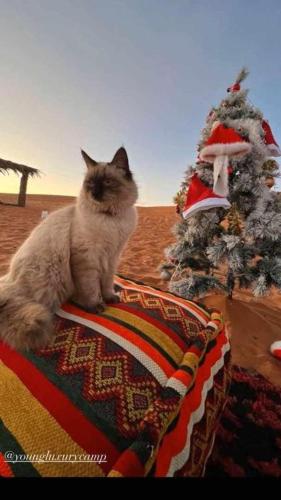 a cat sitting on a blanket next to a christmas tree at Aladdin merzouga camp in Merzouga