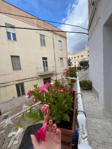 a person holding aotted plant on a balcony at Lips House in Gravina in Puglia