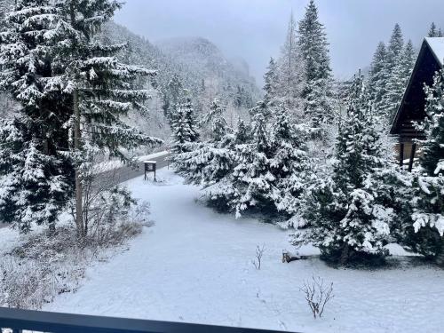 a view of a snow covered forest with trees at Apartmány Dolina in Demanovska Dolina