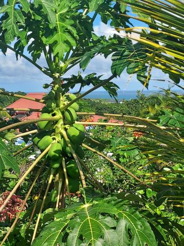 a bunch of green bananas hanging from a tree at LE PETIT PARADIS in Sainte-Rose