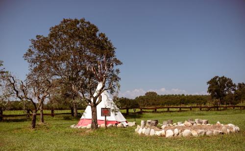 a herd of sheep in a field with a tent at Agricampeggio Equinox in Carpignano Sesia