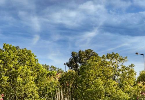 a group of trees with a cloudy sky in the background at B&B HOTEL PERPIGNAN Nord Aéroport in Perpignan