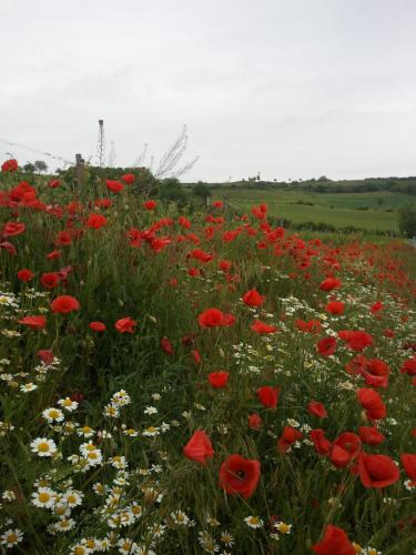 a field of red poppies and other flowers at FERIENHAUS Weinviertel in Pernersdorf