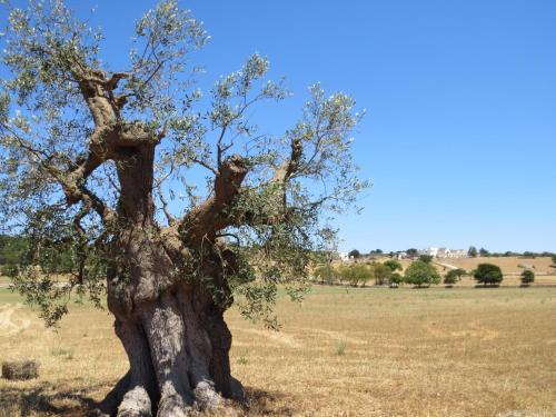 Φυσικό τοπίο κοντά σε αυτό το διαμέρισμα