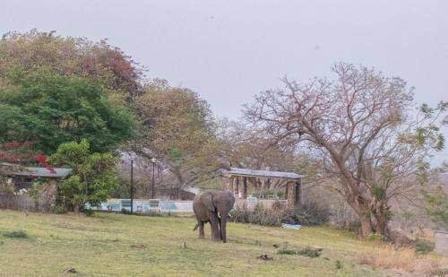 an elephant standing in the grass in a field at Musungwa Safari Lodge in Shanjungu