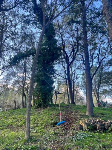 a blue frisbee on the ground next to trees at POGGIO ROSETO in Randazzo