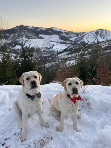 two dogs are sitting in the snow at Penzión Pod Guglom in Mlynky 