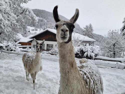 two llamas standing next to each other in the snow at Gasthof Kirchmoar in Sankt Blasen