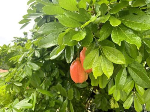 a tree with two oranges growing on it at Spring Valley Vista, Ocean View Apartment Ocho Rios in Tower Isle