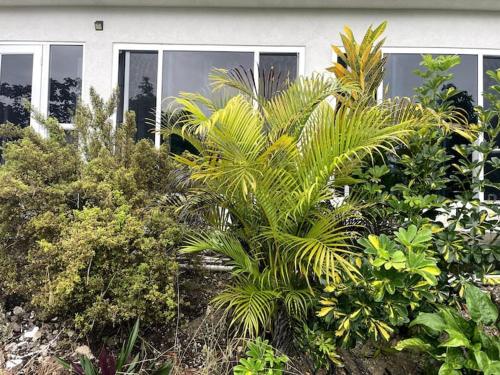 a bunch of plants in front of a house at Spring Valley Vista, Ocean View Apartment Ocho Rios in Tower Isle