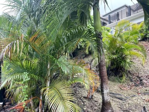 a group of palm trees in front of a building at Spring Valley Vista, Ocean View Apartment Ocho Rios in Tower Isle