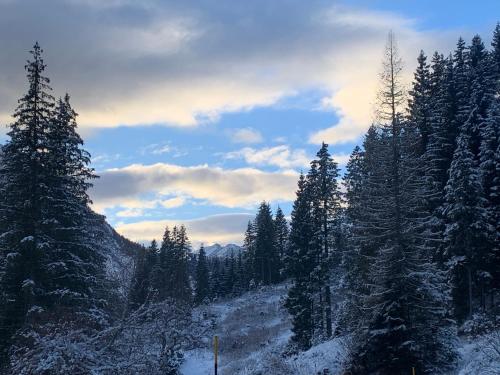 a snow covered forest with trees on a mountain at Locanda al Toal in Moena
