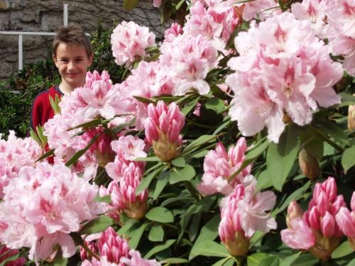 a boy standing behind a bush of pink flowers at Chambre d'hôtes avec salle d'eau privée dans un Prieuré historique - FR-1-589-737 in Aydoilles
