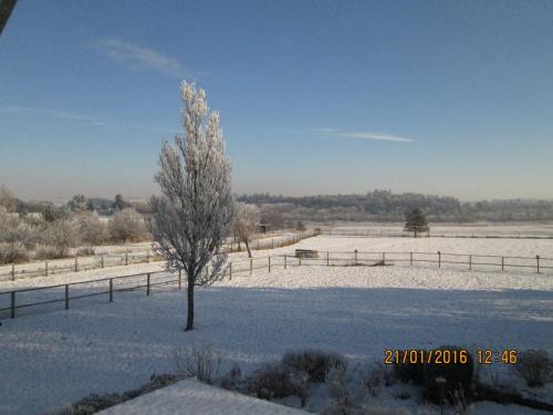 a tree in a field covered in snow at Bakkegården Homestay in Spottrup