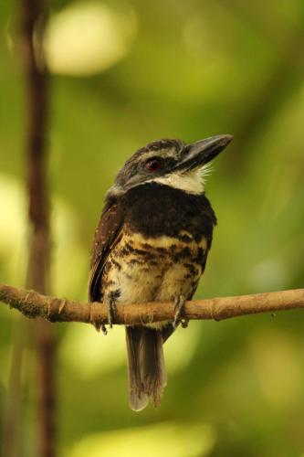 a small bird sitting on a tree branch at Pal Mar in Nuquí