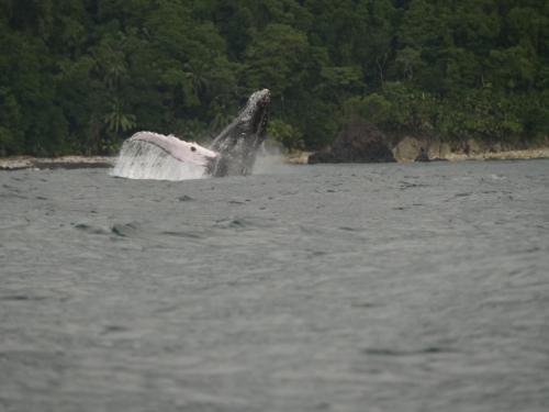 a dolphin jumping out of a body of water at Pal Mar in Nuquí
