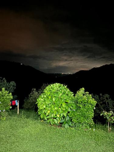 a green bush sitting on top of a field at Finca La Macarena by Welttisch in Génova