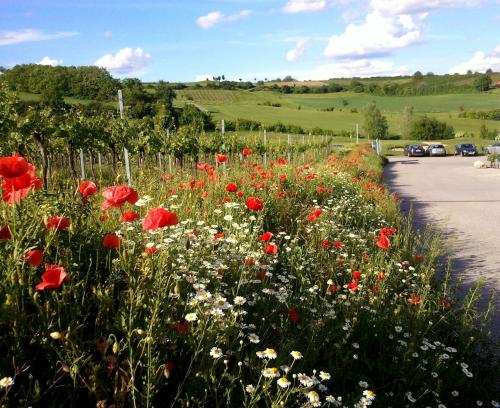 a field of red and white flowers next to a road at FERIENHAUS Weinviertel in Pernersdorf