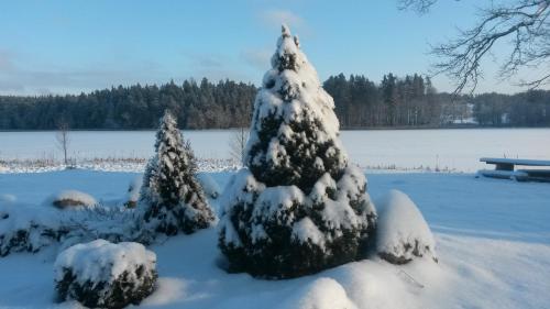two christmas trees covered in snow in a field at Ezerkalni in Raiskums