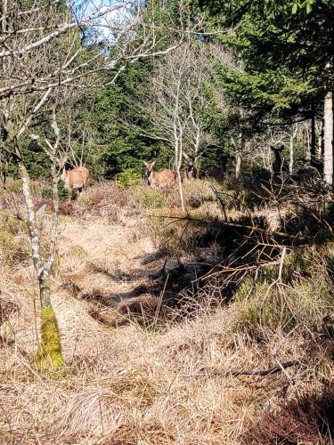 two deer standing in a field with trees at Le Nid des Fa gnes in Francorchamps