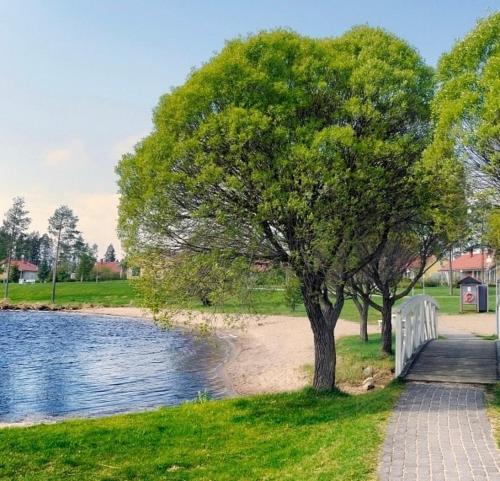 a tree next to a path next to a body of water at Hopea Villa in Vuokatti