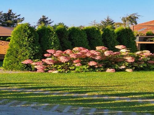 a hedge with pink roses in a yard at Apartment in Stepnica near Szczecin Lagoon in Stepnica