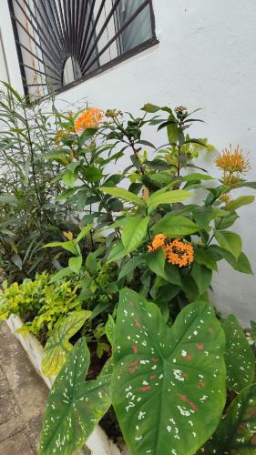 a garden with green plants and orange flowers at Résidesnce Merveilles M18 in Kribi