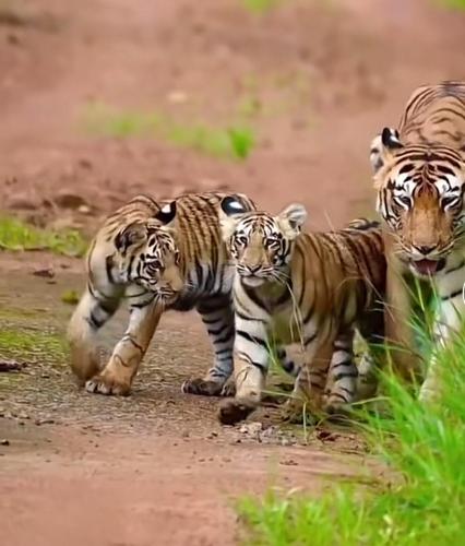 two baby tigers walking down a dirt road at Jungle Wildlife Camp in Sauraha