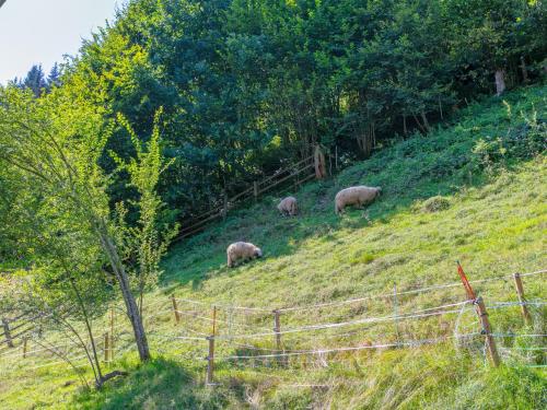 three sheep grazing on the side of a hill at Jaggi in Hopfgarten im Brixental
