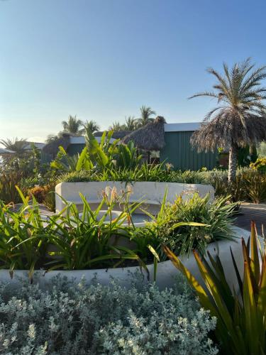 a garden with plants and palm trees at Lu Vee Oasis in Puerto Escondido