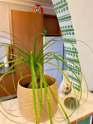 a potted plant sitting on top of a table at Central Māngere Bridge Gem in Auckland