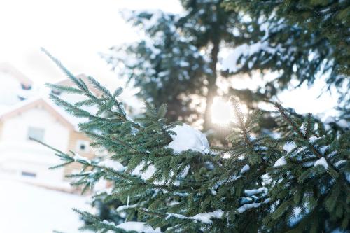 a close up of a snow covered christmas tree at Garnì Aurora Bed and Breakfast in Soraga