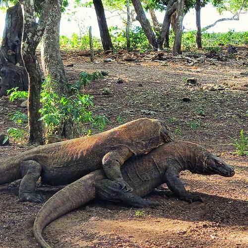 a couple ofizards laying on the ground at Komodo Homestay in Komodo