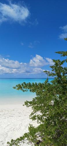 a view of a beach with trees and the ocean at Nikabliss Dhigurah in Dhigurah
