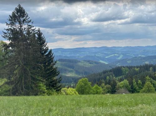 a pine tree on top of a hill with a view at Na samotě u lesa in Vsetín