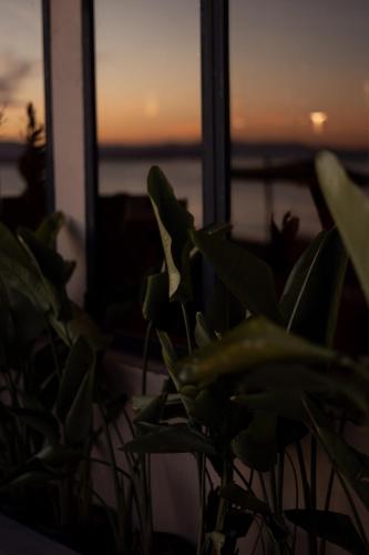 a plant in front of a window with a sunset at @before sunset in Cesme