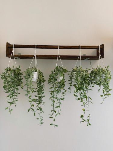 a bunch of potted plants hanging on a wall at GREENECO DA LAT HOTEL - Khách sạn Green Eco Đà Lạt in Da Lat