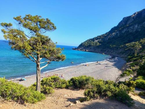 a tree on a beach with the ocean at Su Barraccu Del Golgo in Baunei