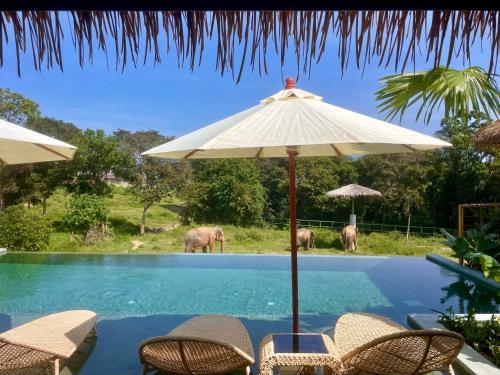 a pool with chairs and an umbrella with elephants in the background at Wild Cottages Elephant Sanctuary Resort in Amphoe Koh Samui