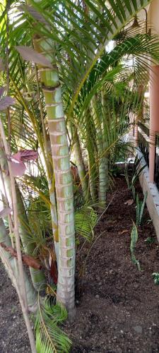 a group of palm trees in a garden at Africa Lodge Arusha in Nkoaranga