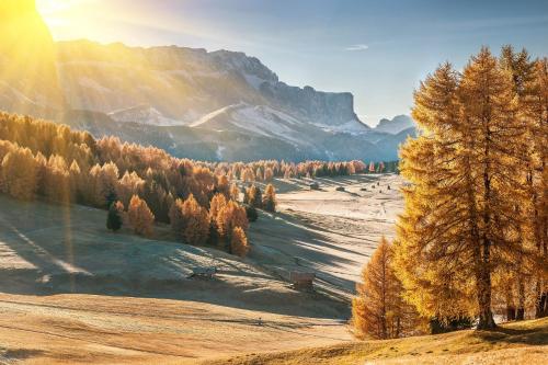 a view of a field with trees and mountains at Adler Spa Resort Balance in Ortisei