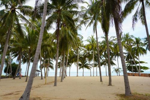 a row of palm trees on a beach at W Sichon Beachfront Homestay in Ban Kho Khao