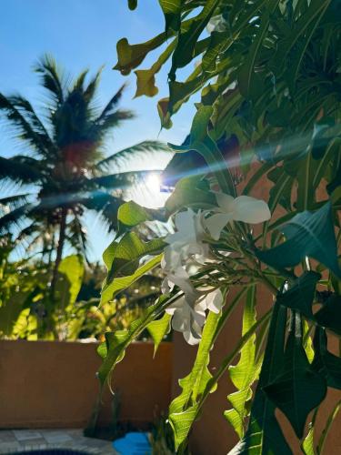 a tree with white flowers in front of a fence at Sunshine Pousada in Japaratinga