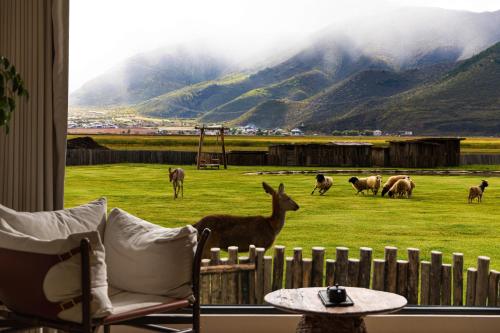 a gazelle standing in a field with horses at 丽思漫 心宿穹庐四野供氧庄园 in Shangri-La