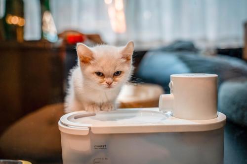 a kitten is standing on top of a toilet at HeSu Hidden Art Hotel & Suites - Near Bell Tower & Ideal Location-Spacious rooms featuring King or Double Queen beds -Exclusive Two&Three-Bedroom Suites with Expansive Living Rooms for Group Gathering-Kitty Cuddles & Coffee Gift -Seamless Journey Planning in Xi'an