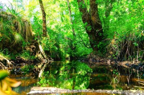 a creek in a lush green forest with trees at Herdade Vale de Gaios in Odemira