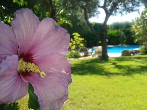 a pink flower in the grass with a pool in the background at A Casa Di Angela B&B in Carbonia